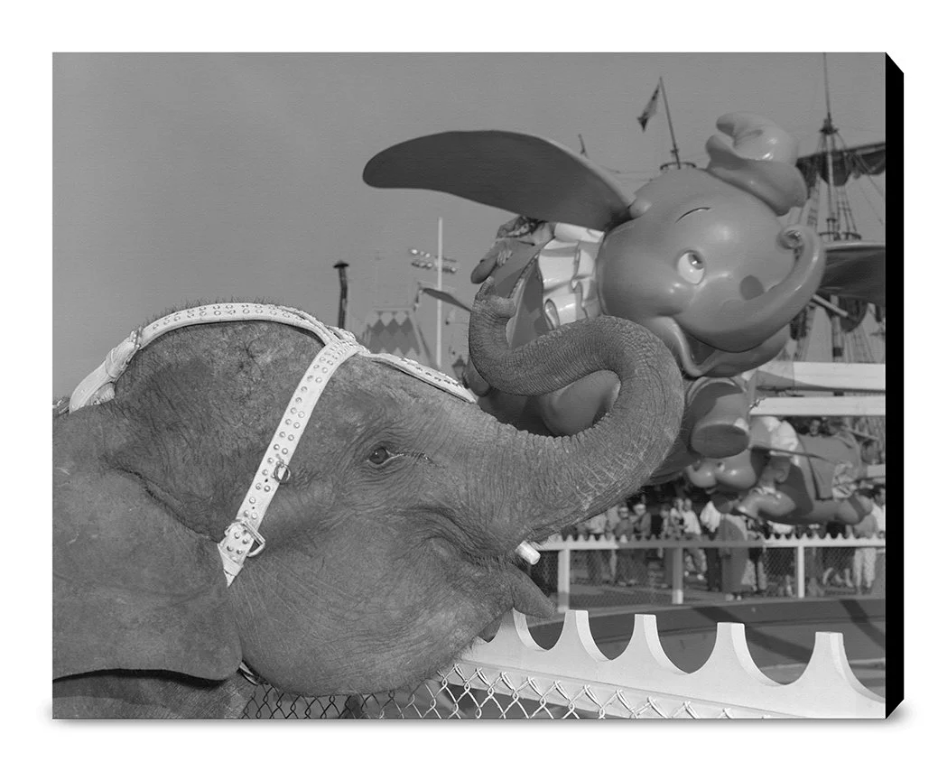 "Elephant & Dumbo" from Disney Photo Archives - Image 13
